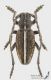 Pedestredorcadion_pusillum_m_s.JPG
