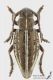 Pedestredorcadion_pusillum_f_s.JPG