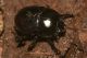 Madonie, Petralia Sottana, Portella Manderini (PA). 21 Novembre 2010 (60).jpg