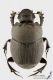 Onthophagus_verticicornis_f_s.JPG