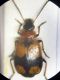 lebia.jpg