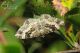 epirrhoeimg203109.jpg