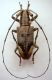 Pelargoderus rubropunctatus (Guérin-Méneville, 1838) female.JPG