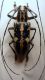 Epepeotes meleagris female.JPG