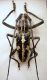 Epepeotes meleagris male.JPG