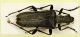 Stenocorus meridianus (Linnaeus, 1758)  24mm.JPG