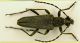 Lepturobosca virens (Linnaeus, 1758)  17mm.JPG