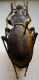 Carabus (Mesocarabus) problematicus inflatus Kraatz, 1878 .JPG
