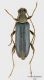 Grammoptera-viridipennis_Madonie_web.jpg