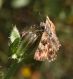 IMG_8493 Calvia.jpg