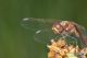 Sympetrum vulgatum1.JPG