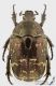 Protaetia_brevitarsis_s.jpg