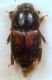 Carpophilus..JPG