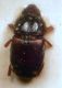 Carpophilus.JPG