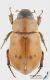 Cyclocephala_pubescens_fs.jpg