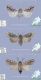 Agrotis schawerdai.jpg