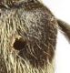 Chlorophorus_hungaricus_long_hairs.jpg