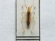 Polytoxus siculus (a).jpg