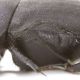 Gymnopleurus_geoffroyi_det_C01339.jpg