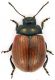 Chrysolina_Campaegli_1500m_6-XII-2010_7,1mm.jpg