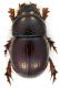 Scarab_Rocca_Priora_14-XI-2010_5,5mm_a.jpg