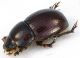 Scarab_Rocca_Priora_14-XI-2010_5,5mm_c.jpg