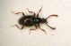 zz Scydmenide 1.8mm Oliveto.JPG