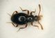 zz Scydmenide 1.6mm Tizzano.JPG