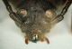 zz Testa arhopalus2.JPG