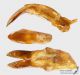 Pedestredorcadion_regulare_m_g_C01385.JPG