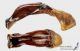 Protaetia_vidua_g_C01389.jpg