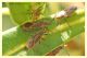 leptocoris trivittatus su ciclamino.JPG