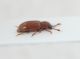 Pallinidae ID4.JPG