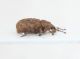 Curculionidae ID9.JPG