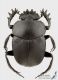 Scarabaeus_pius_s_C01292.JPG