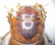 hydrochaeris3.JPG
