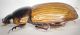 aphodius ict-ghardim-2.JPG