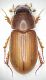 aphodius pruin.JPG