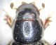 aphodius kraazti2.JPG