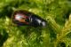 Aphodius paykulli.jpg