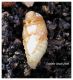 Pupa.jpg