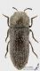 Acmaeoderella_C01445.jpg