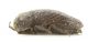 Acmaeoderella_l_C01445.jpg