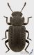 Bolitophagus_reticulatus_s_C01472.JPG