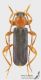 Phymatodes_testaceus_s_C01474.JPG