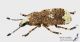 Platystomos_albinus_ls_C01469.jpg