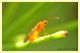 braconidae.. (1).JPG