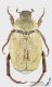 Hoplia_argentea_s_C01481.JPG