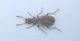 Anthicidae.jpg