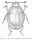 Acritus2.jpg